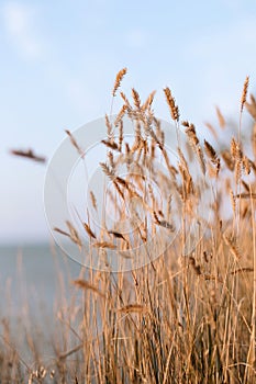 Wheat spikelets.